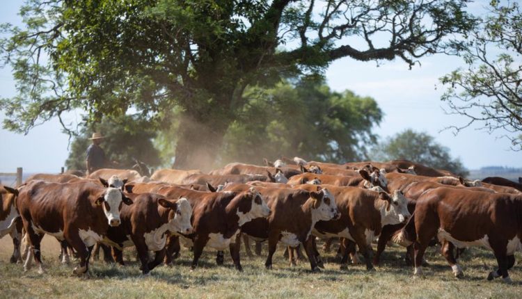 gado braford do pecuarista Raphael Houayek, da Fazenda Esperança