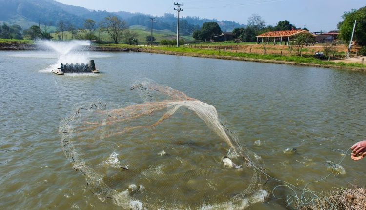 Tilapicultores ganham benefícios com o uso de bioestimulador