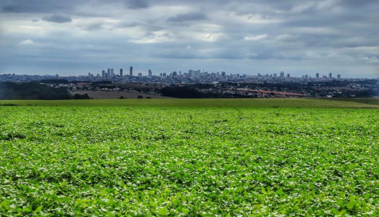 Intensificar e diversificar ao mesmo tempo é aumentar a eficiência agrícola