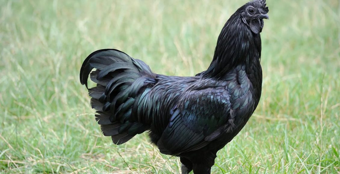 ayam cemani