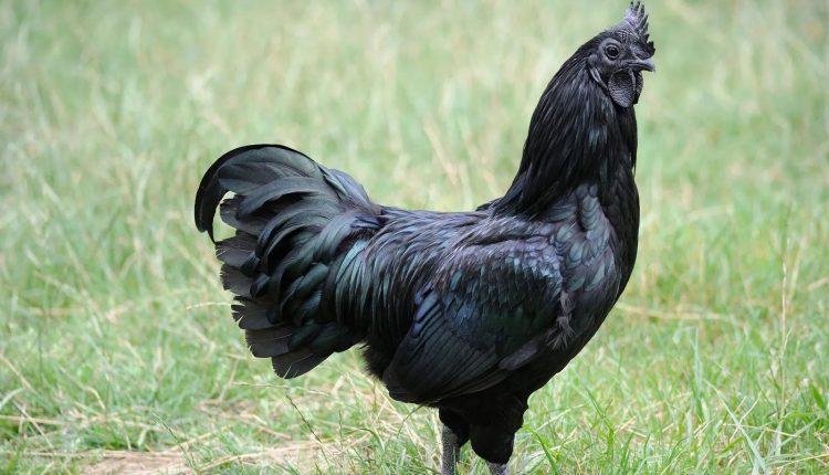 ayam cemani