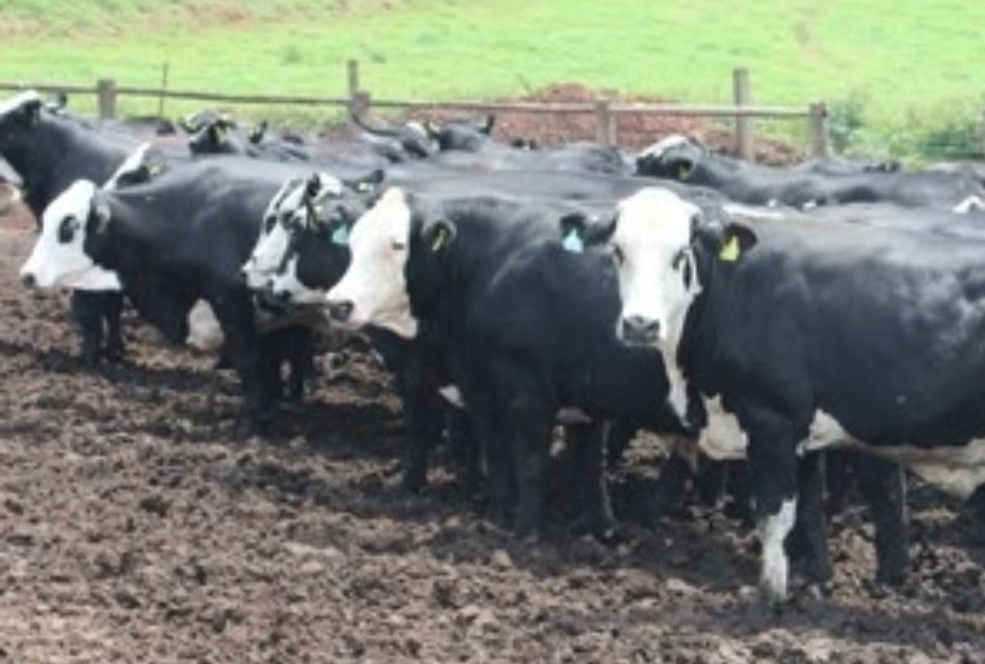 lote de femeas de cruzamento hereford x angus