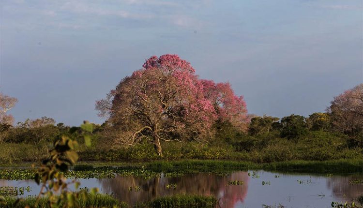 Pantanal