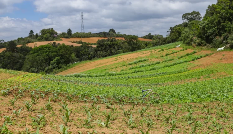 Produção agroecologica