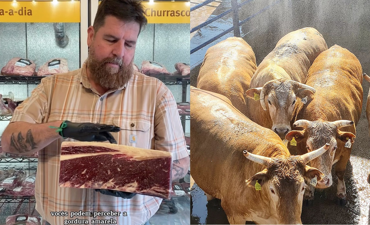 roberto barcellos - boi 888