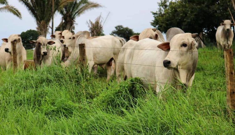 Touros Nelore PO / Foto: Fazenda Vale do Boi