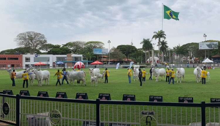 ACNB-anuncia-abertura-de-inscricoes-para-a-52-Expoinel-em-Uberaba-MG-foto-divulgacao