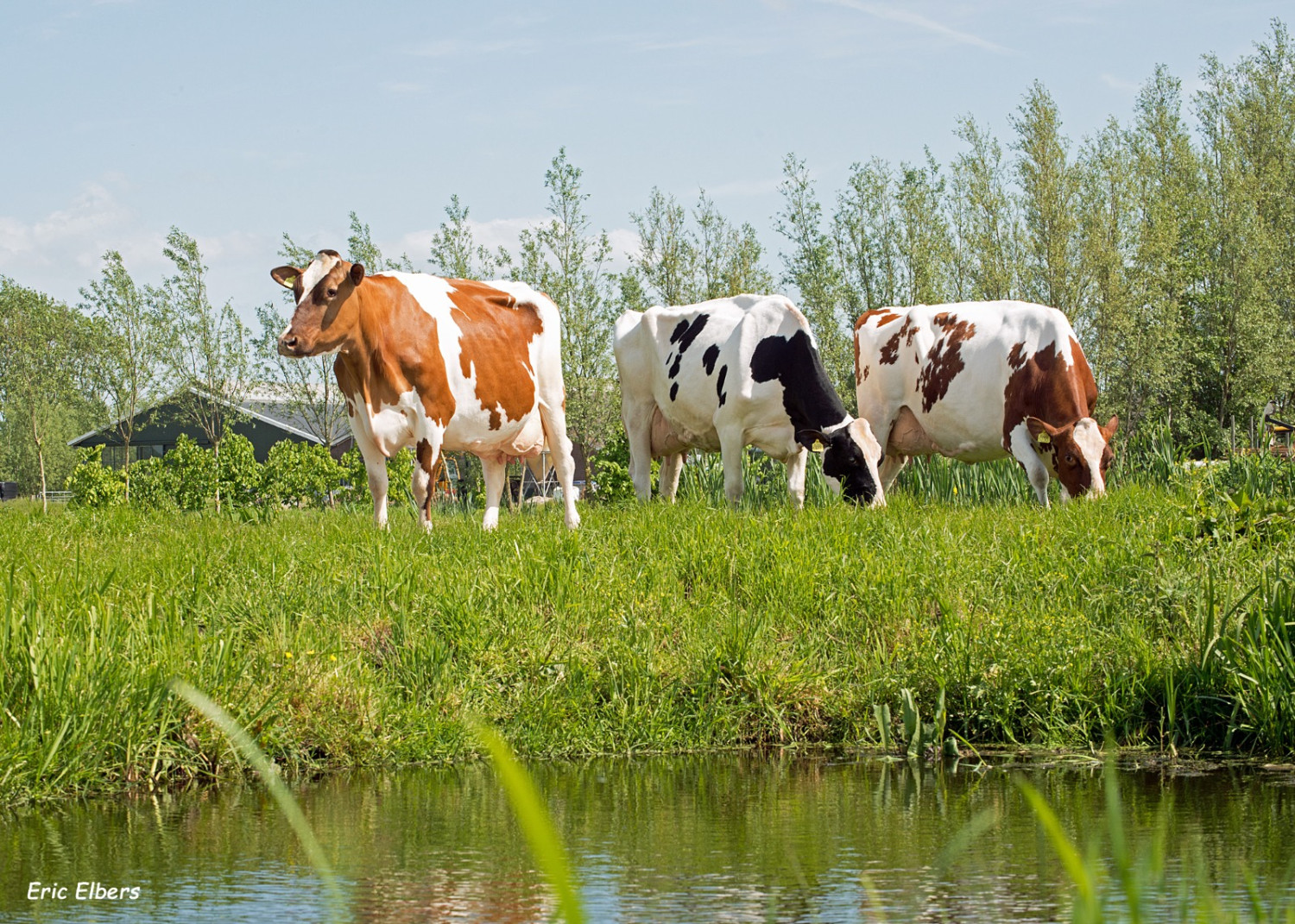 Doença que mata cervos aparece em vacas leiteiras e intriga autoridades nos EUA