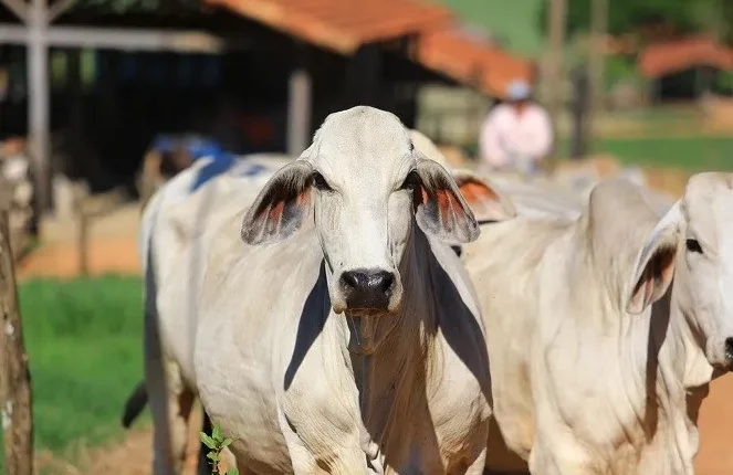 Brahman-Braúnas