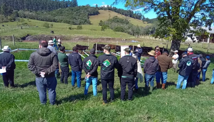 Pecuária de corte catarinense