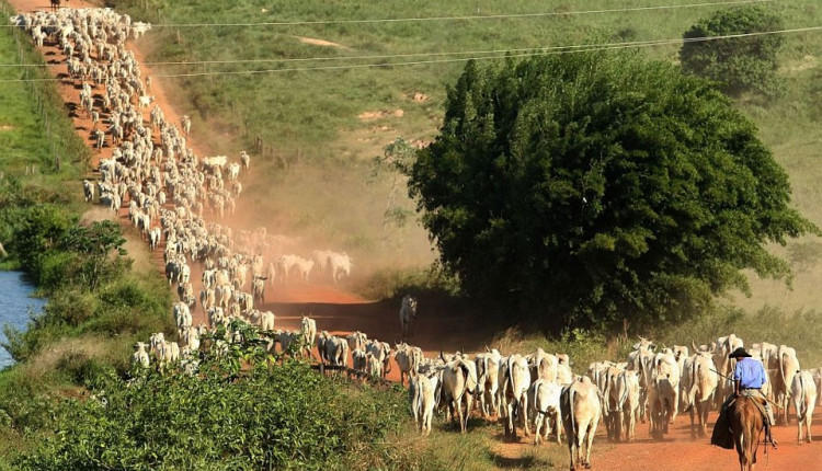 Fazenda do Lula