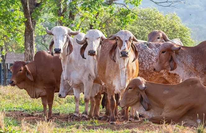 1ª Prova de Produção de Leite Tropical vai desafiar novilhas a produzir leite sem bezerro e sem ocitocina