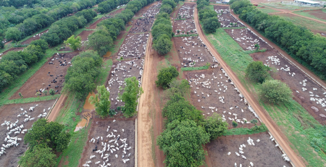 Gigante MFG Agropecuaria dá salto tecnológico em confinamento e vira modelo