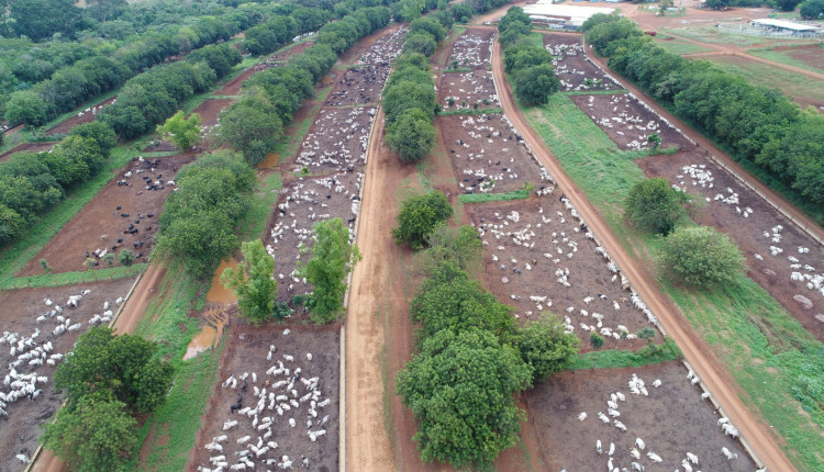 Gigante MFG Agropecuaria dá salto tecnológico em confinamento e vira modelo