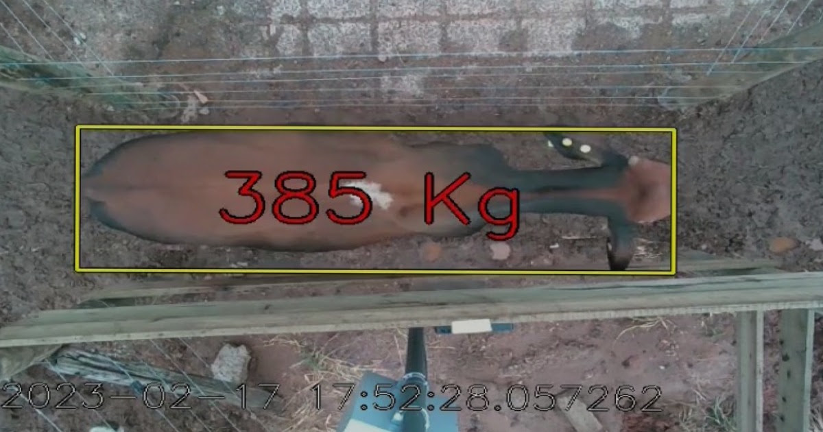 Gigante MFG Agropecuaria dá salto tecnológico em confinamento e vira modelo - pesagem com camera