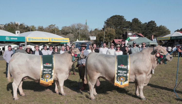 Grandes campeões e a família Murray Grey - Expointer 2023