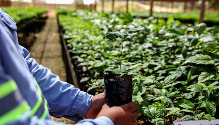 Produção de mudas fertilidade do solo