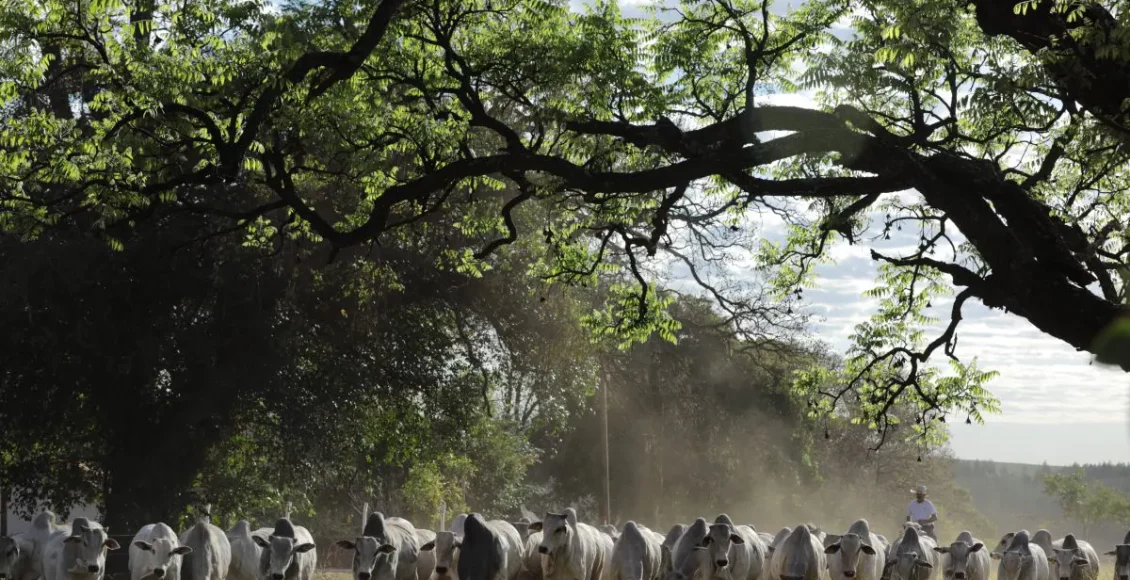 300 touros Nelore CFM à venda no dia 9 de outubro