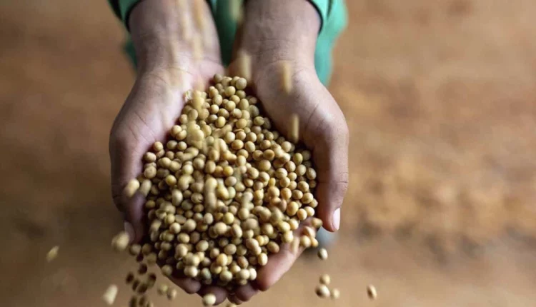 Sementes de quiabo, abóbora, berinjela, pimenta jalapeño e cebola serão os mais novos itens a serem produzidos a partir da irrigação do Perímetro Irrigado Califórnia