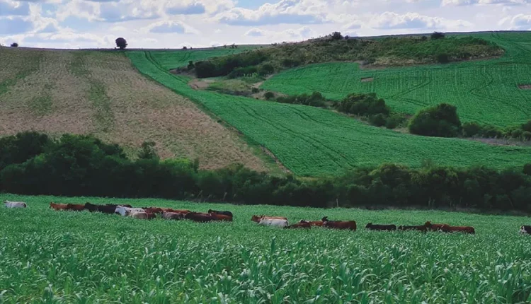 produtividade e sustentabilidade na lavoura