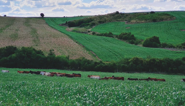 Sistema que integra lavoura e pecuária alia produtividade e sustentabilidade no Pampa