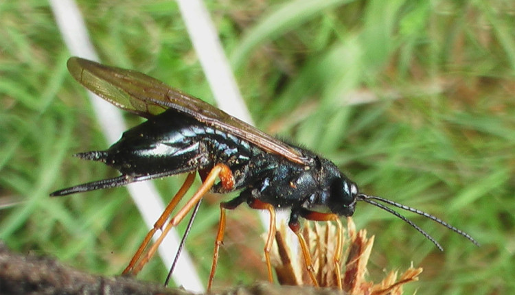 vespa-da-madeira