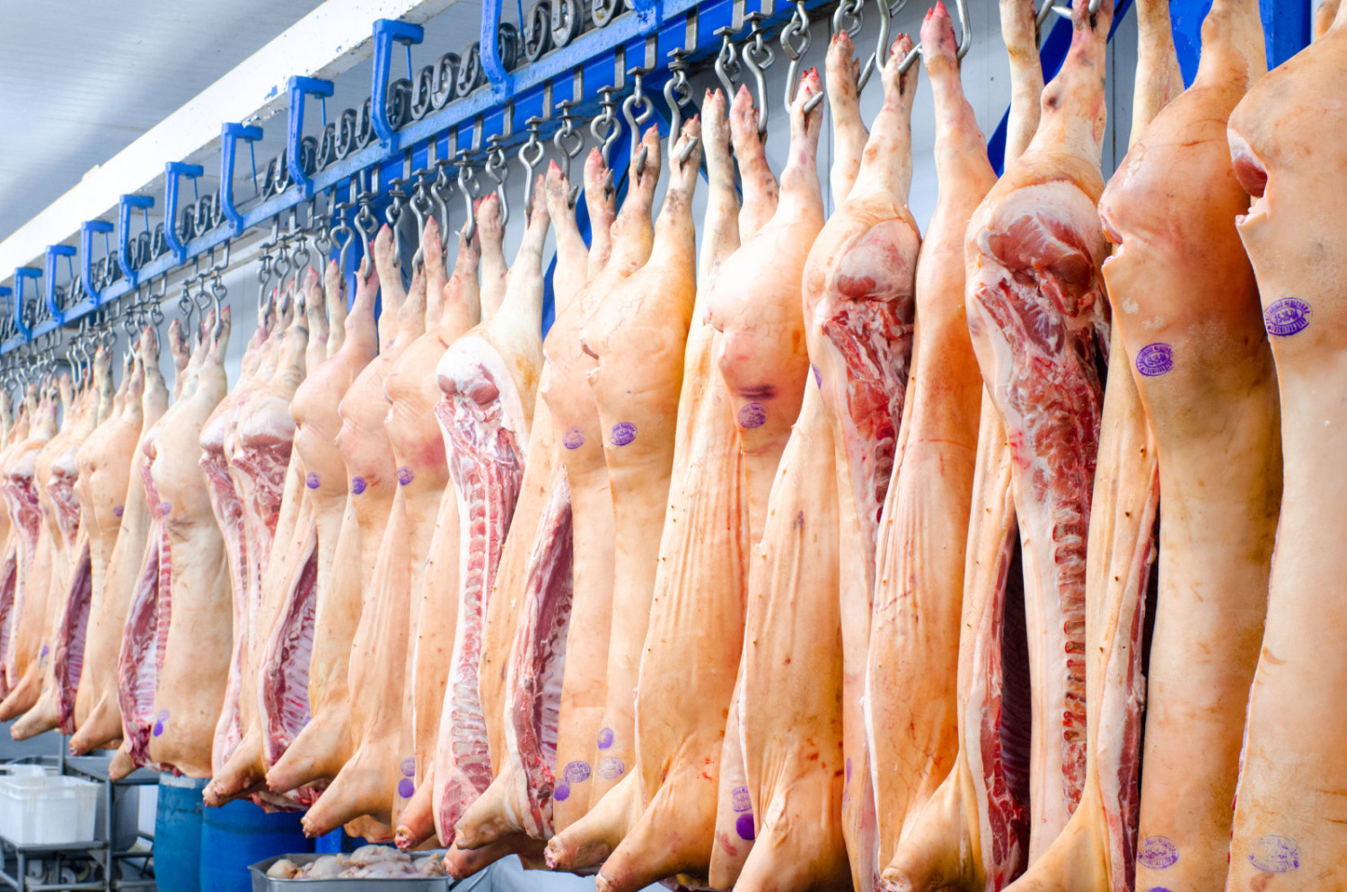 carne suína