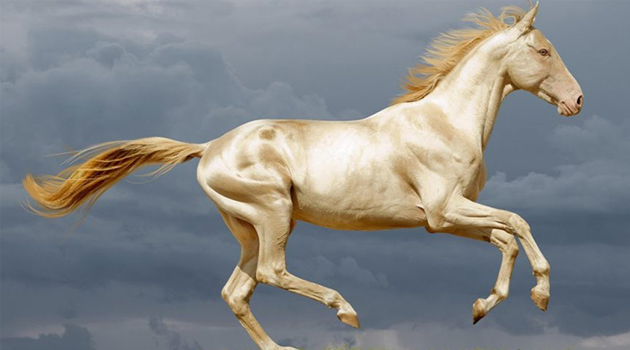 Meu cavalo precisa de alimentação especial? — CompreRural
