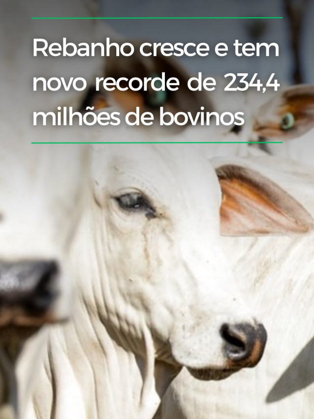 Rebanho cresce e tem novo recorde de 234,4 milhões de bovinos