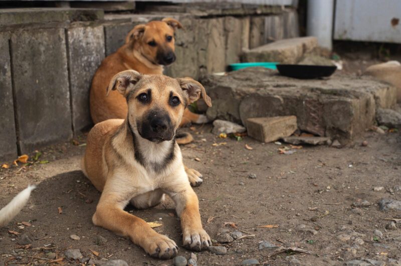 Não, vereadores de Apodi (RN) não autorizaram carne de cachorro na