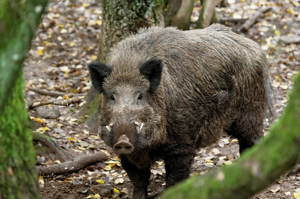 Javalis podem impactar a economia, o meio ambiente e a saúde, dizem especialistas