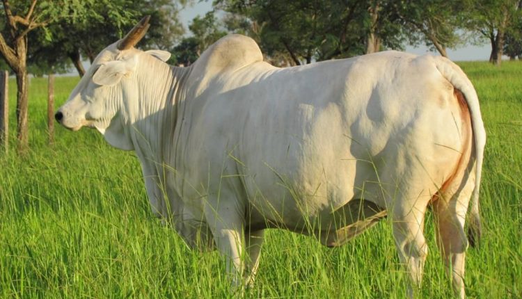 matriz da raca nelore - numero 1 da deltagen - fazenda santanna do apa