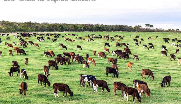 fCertificado de Cadastro de Imóvel Rural: O que é e como emitir o CCIR