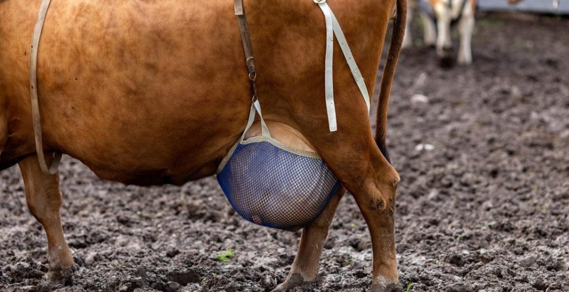 Essa abordagem de colocar sutiãs em vacas tem despertado curiosidade e questionamentos sobre os motivos por trás dessa iniciativa.