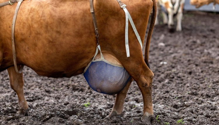 Essa abordagem de colocar sutiãs em vacas tem despertado curiosidade e questionamentos sobre os motivos por trás dessa iniciativa.