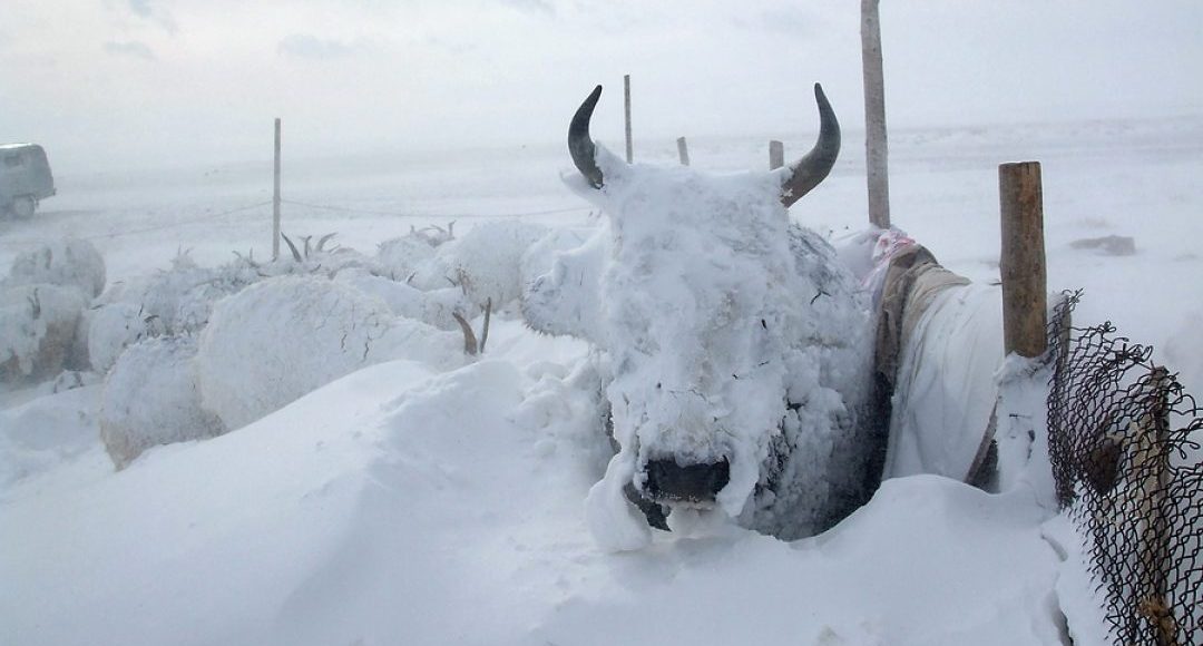 Frio chegando: Alerta aos pecuaristas sobre cuidados com rebanhos e pastagens
