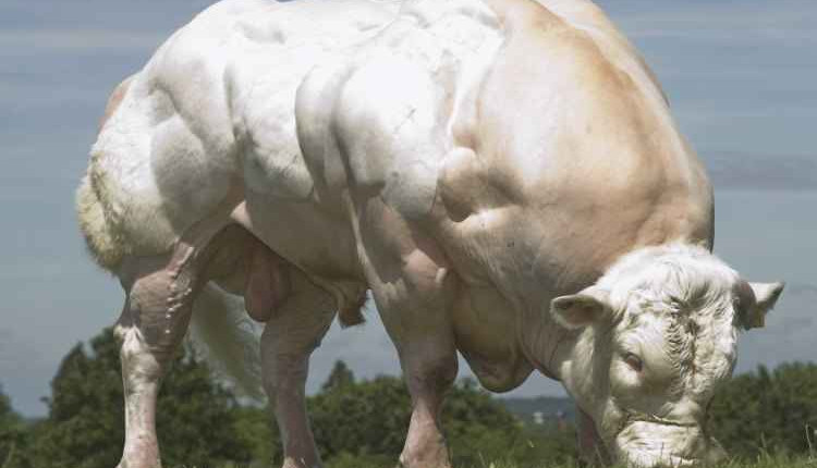 Conheça; Belgian Blue, a raça de boi mais musculosa do mundo