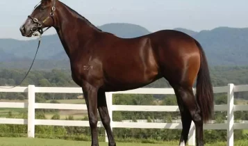cavalo mais caro do mundo