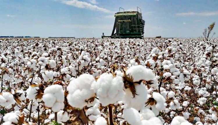 colheita de algodão na bahia