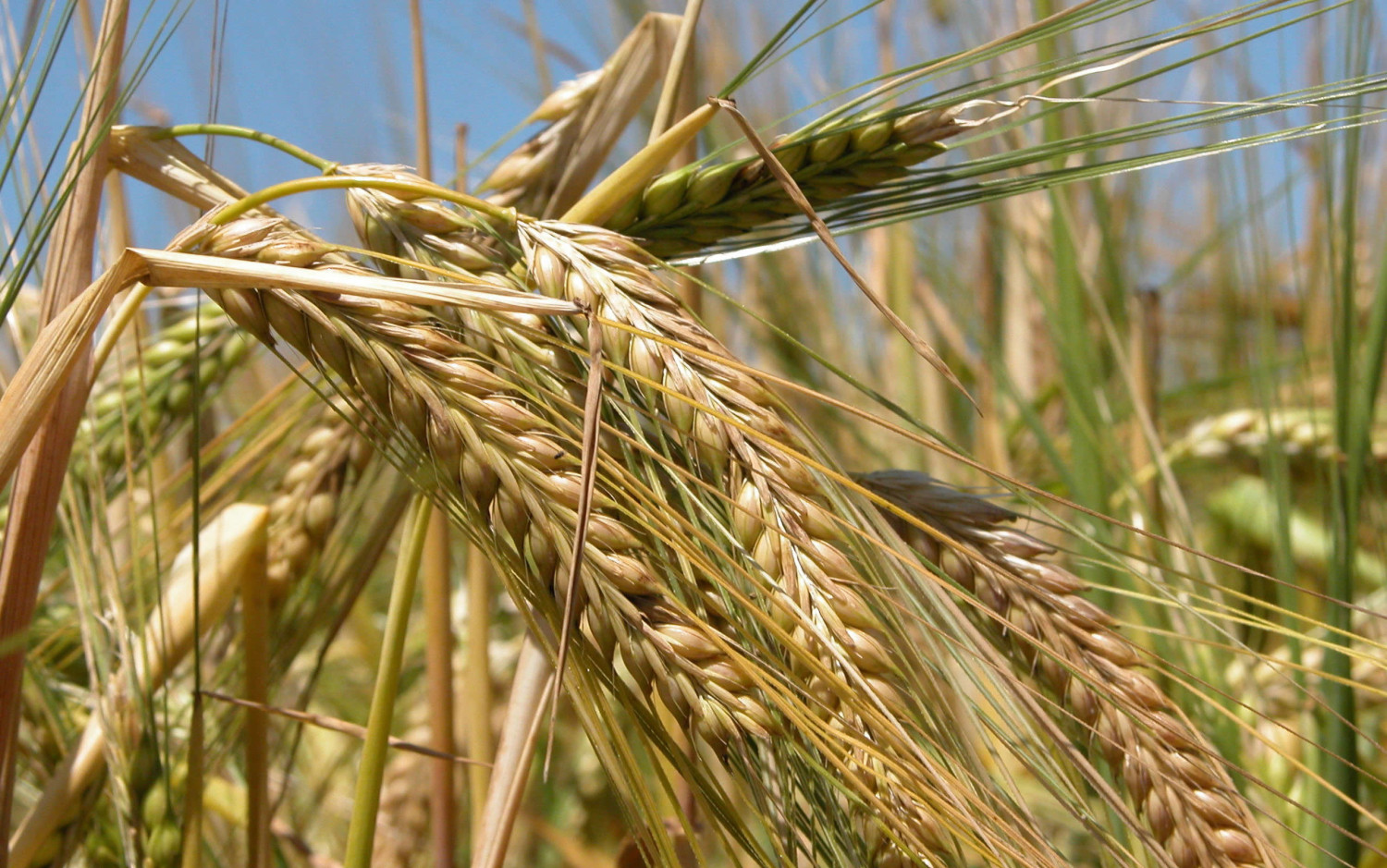 Cultivar de cevada