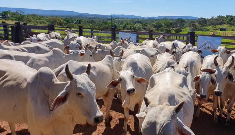 Fazenda-Progresso- Paraiso do Tocantins - Alexandre Bispo