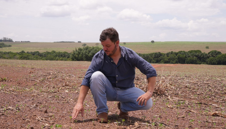 Giacomelli mostra os efeitos da falta de chuva em área semeada no início do plantio dessa safra 23-24 / Foto: Assessoria Aprosoja