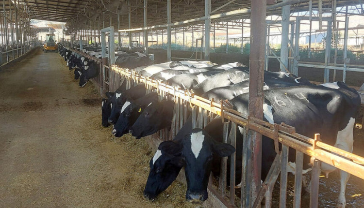 As vacas são mantidas dentro de casa durante todo o ano e alimentadas com TMR