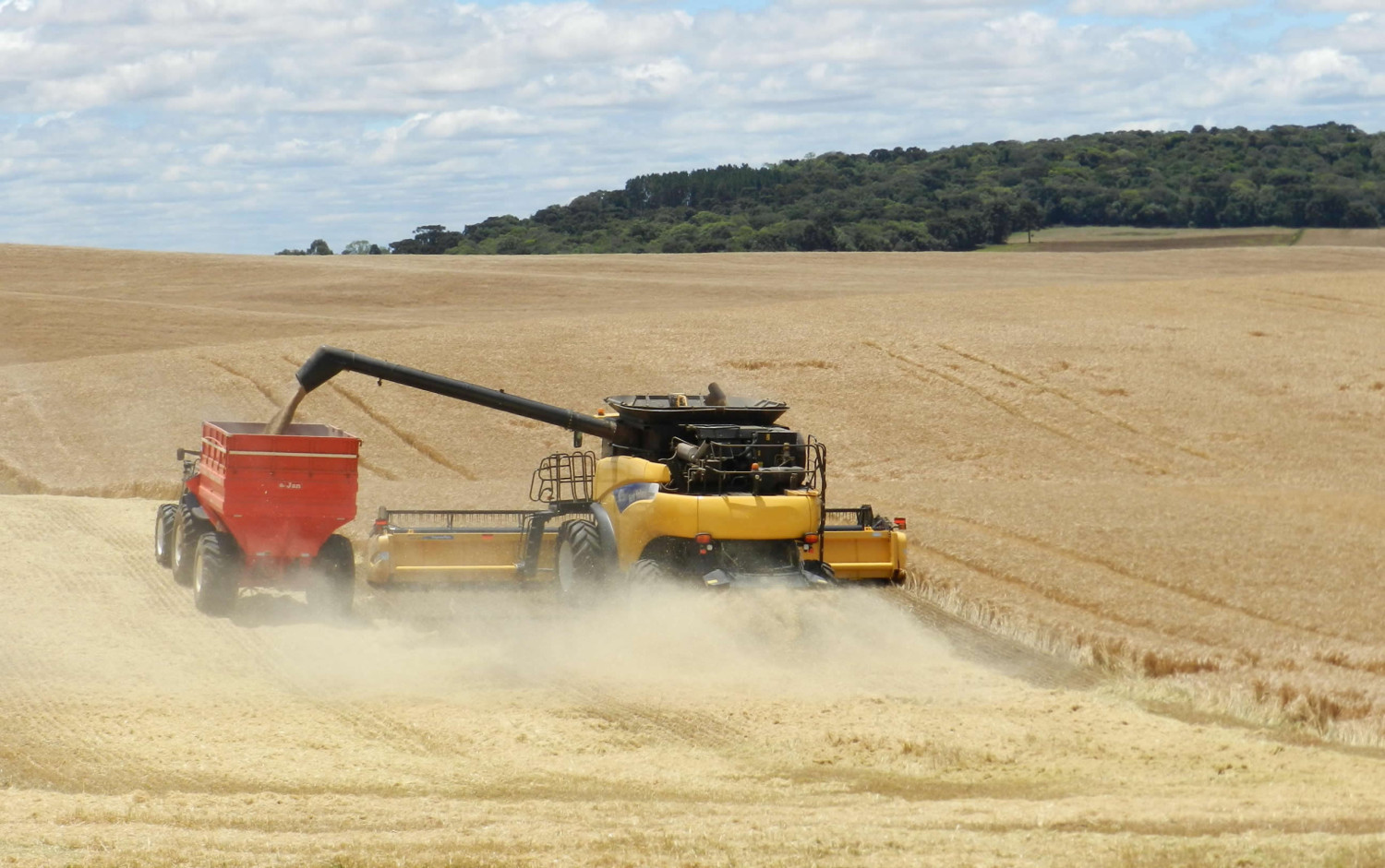 Lavoura de cevada - colheita