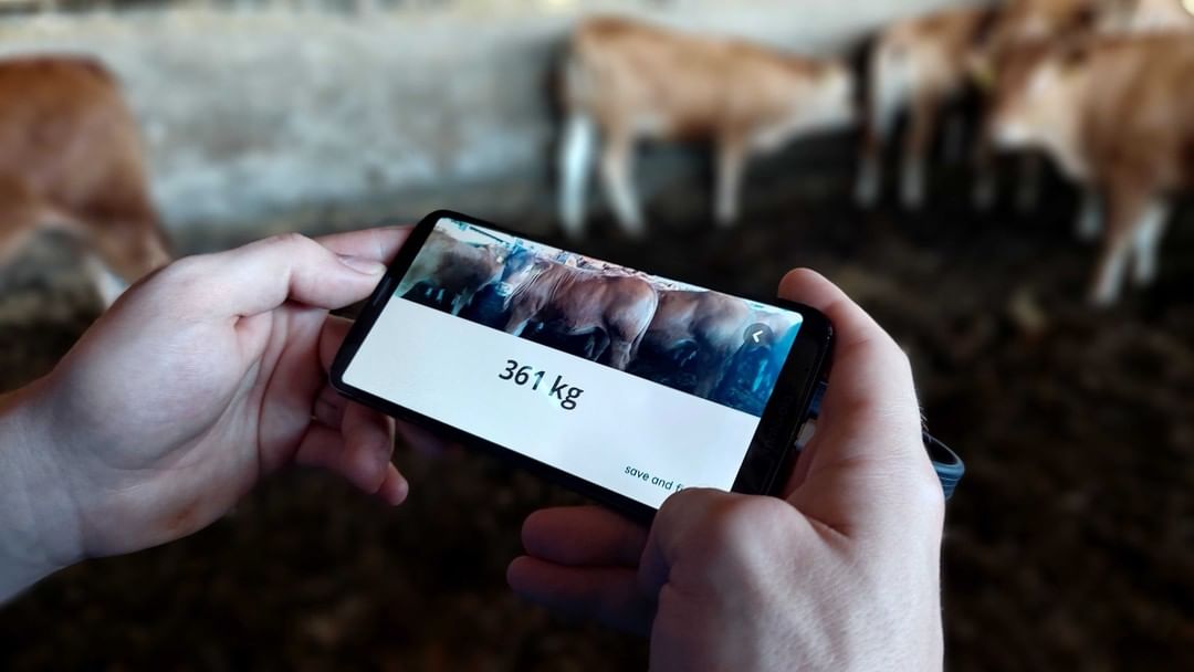 App permite pesar o gado pelo celular e com apenas uma foto; Vídeo ...