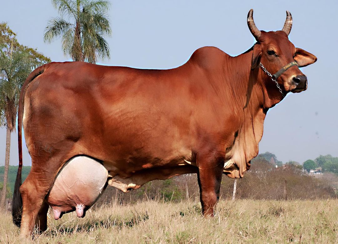 Belga FIV AJCF