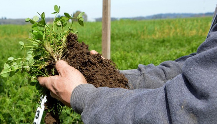 Agricultura regenerativa: Mantiqueira Brasil é pioneira na oferta de produtos orgânicos