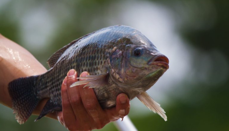 peixes