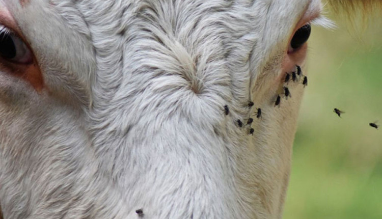 controle da mosca-dos-chifres em bovinos