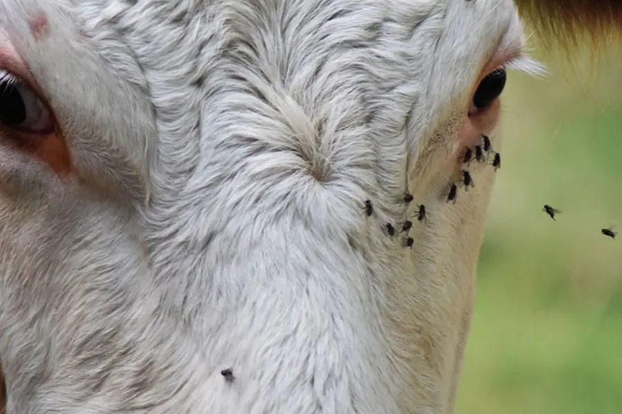 controle da mosca-dos-chifres em bovinos